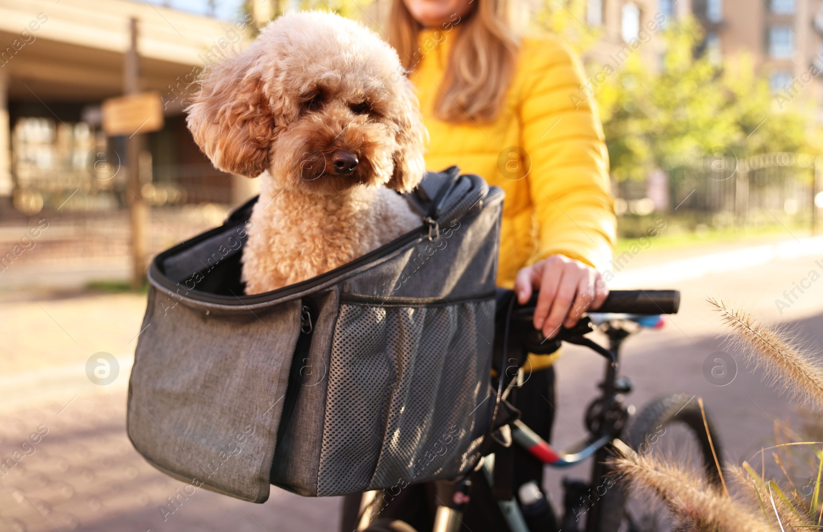 Photo of Woman with bicycle and cute Toy Poodle dog in pet carrier outdoors on sunny day, closeup