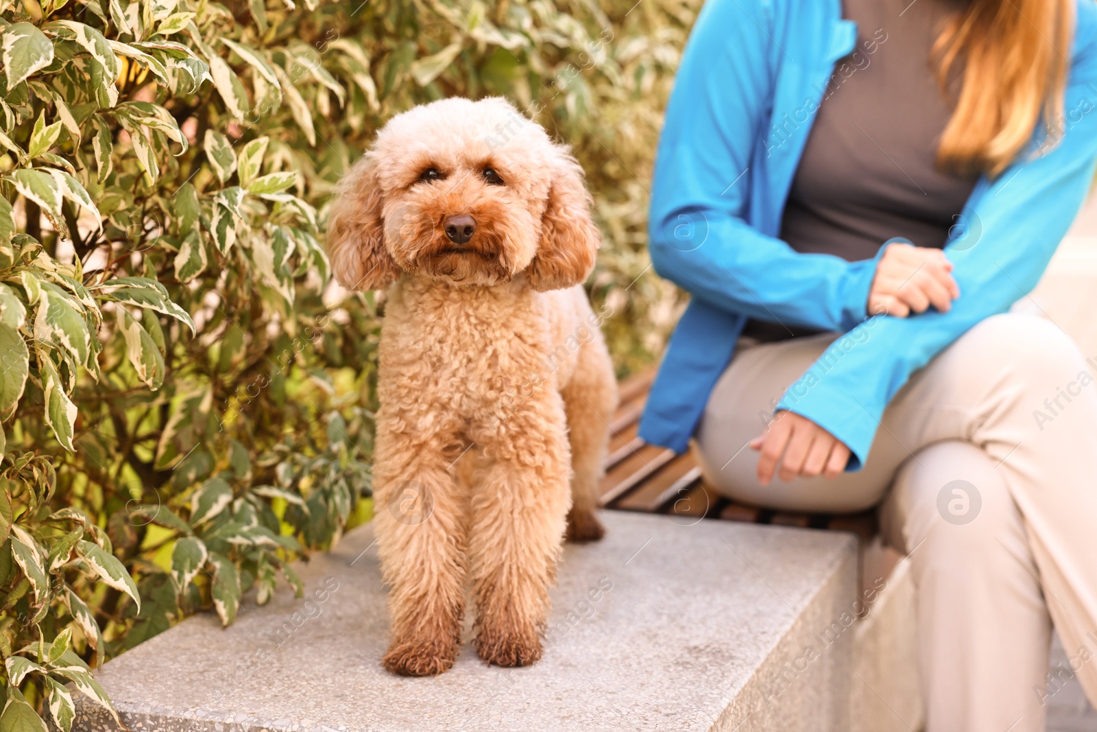 Photo of Woman with cute Toy Poodle dog outdoors, closeup