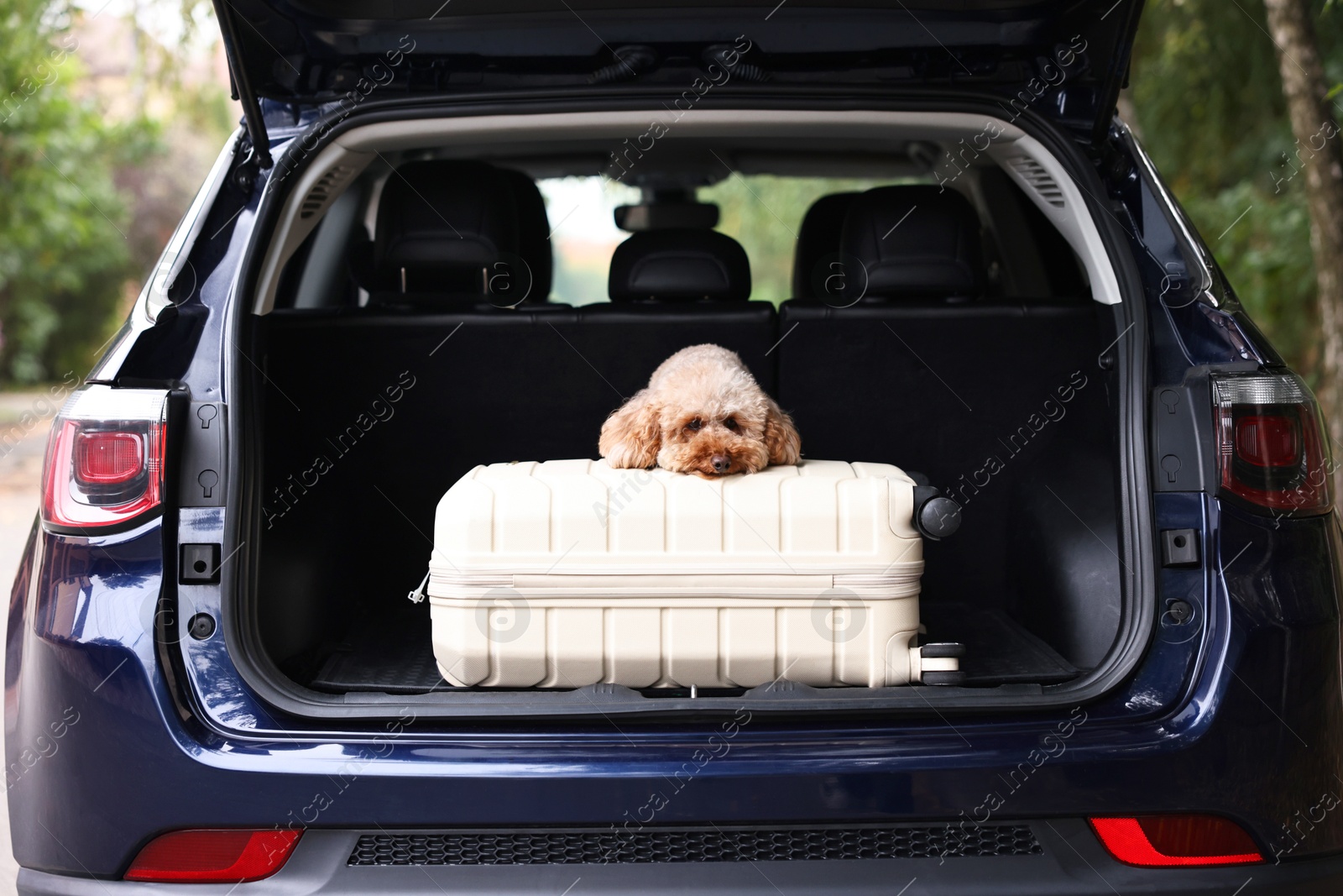 Photo of Cute Toy Poodle dog and suitcase in car trunk