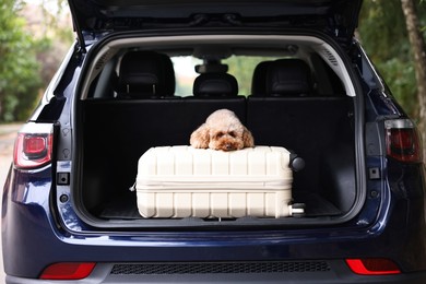 Photo of Cute Toy Poodle dog and suitcase in car trunk