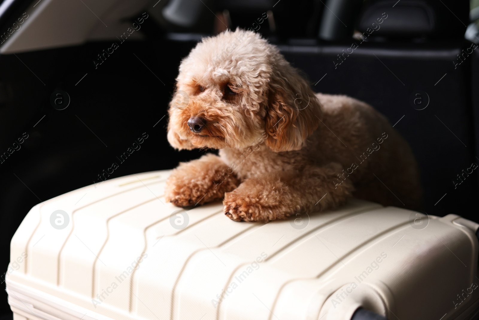 Photo of Cute Toy Poodle dog and suitcase in car trunk