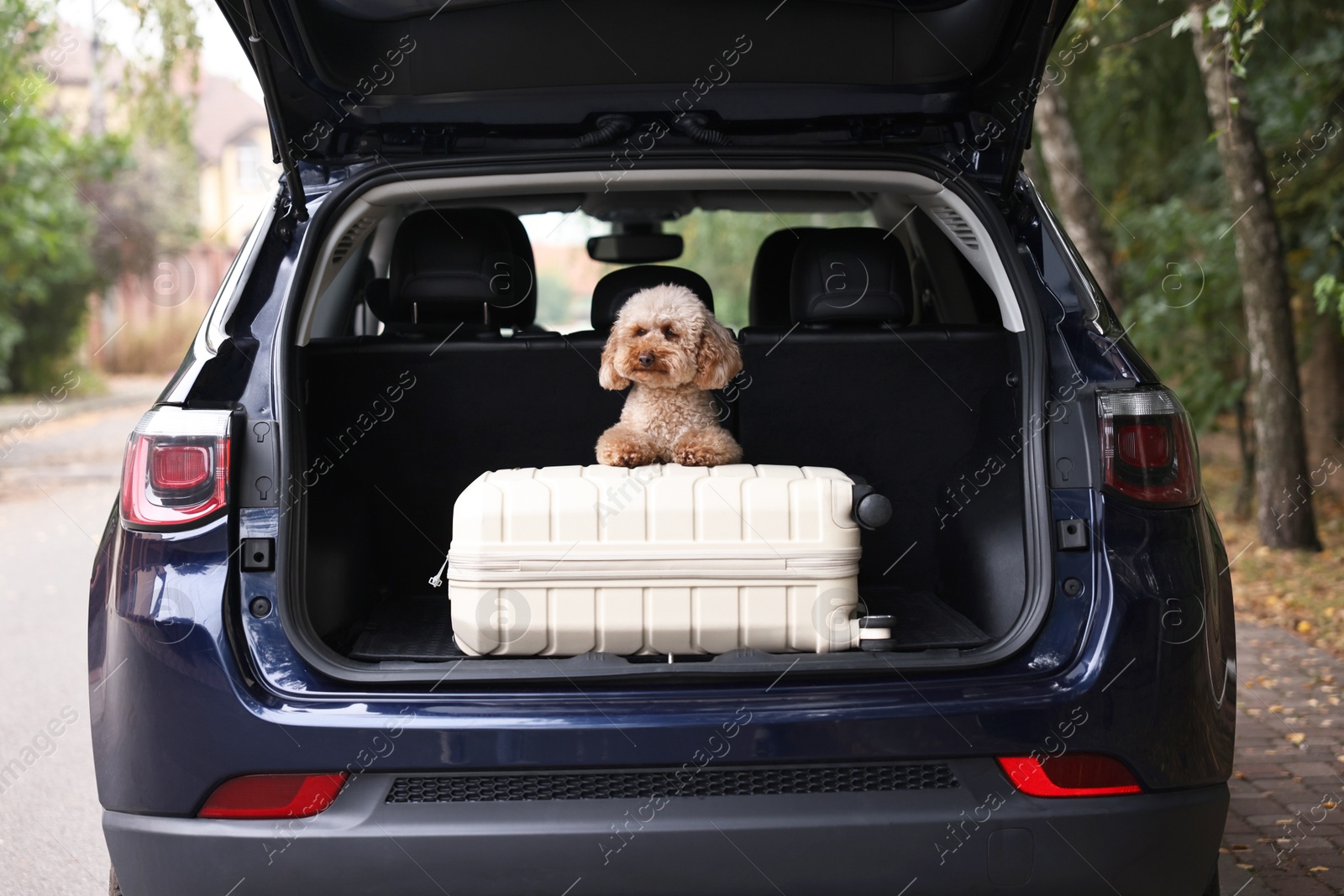 Photo of Cute Toy Poodle dog and suitcase in car trunk