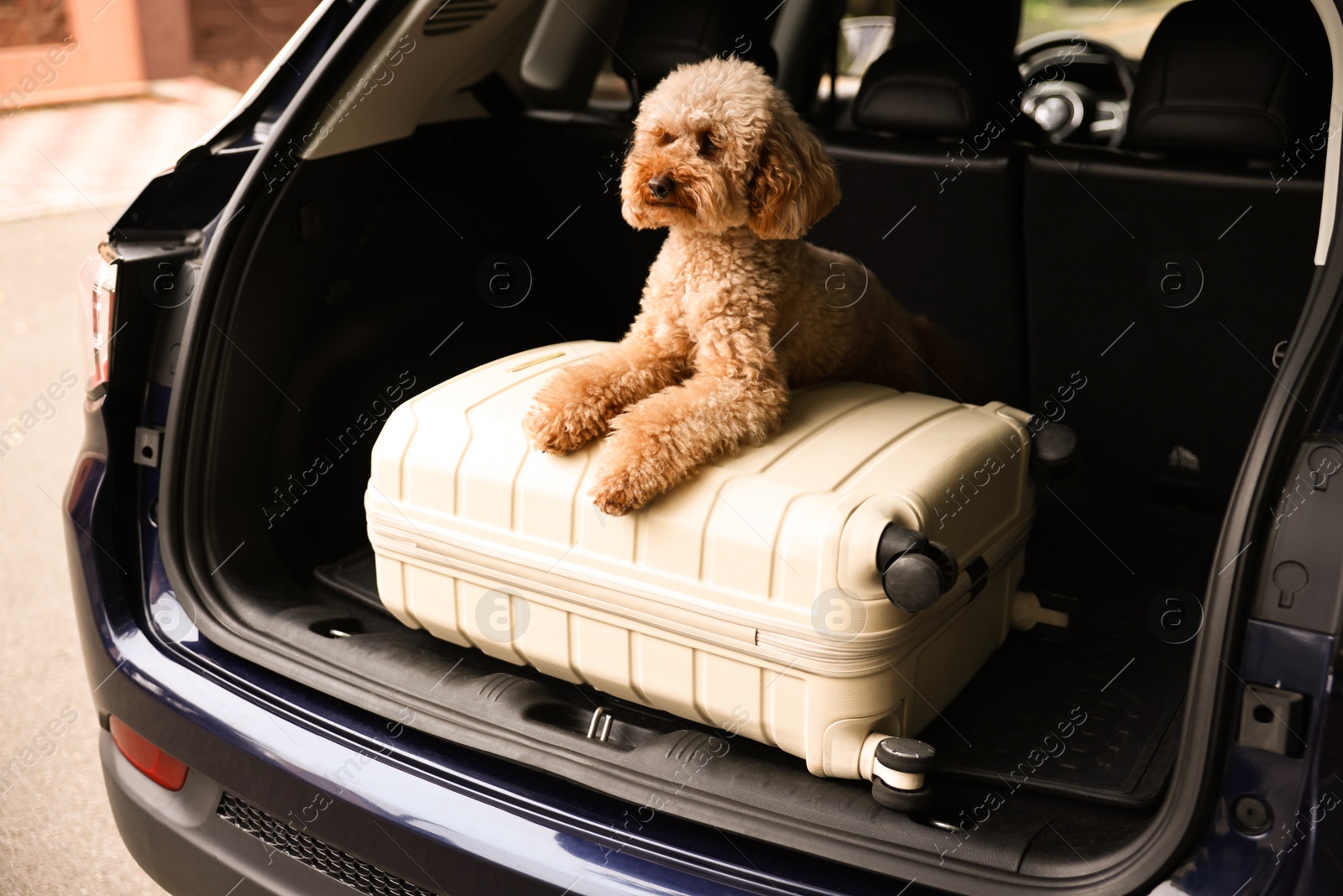 Photo of Cute Toy Poodle dog and suitcase in car trunk