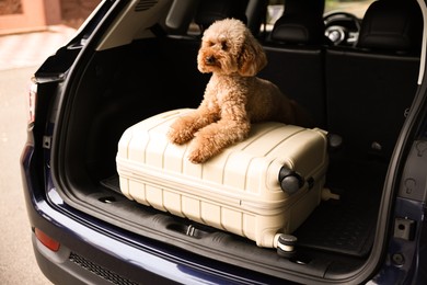 Photo of Cute Toy Poodle dog and suitcase in car trunk