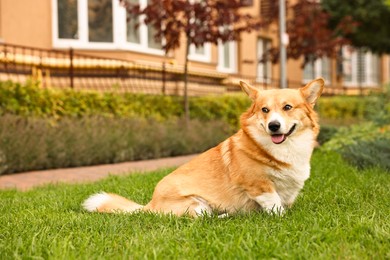 Photo of Pembroke Welsh Corgi on green grass in park