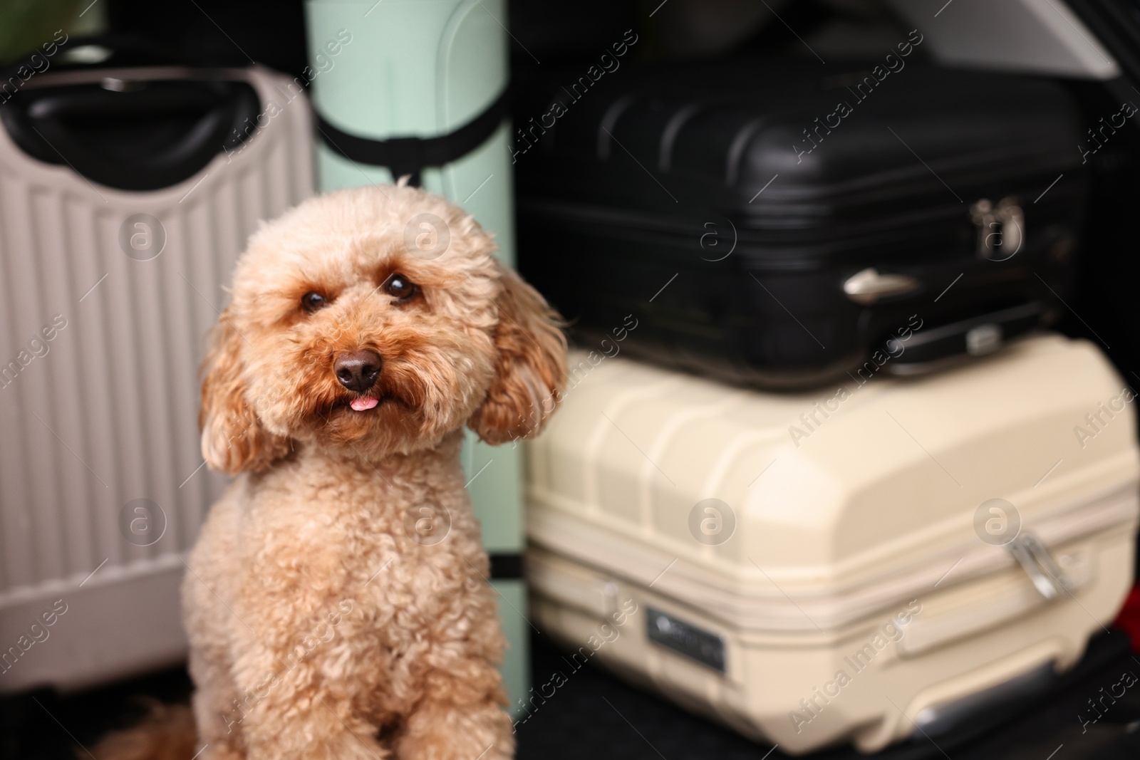 Photo of Cute Toy Poodle dog with suitcases and mat in car trunk