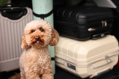 Photo of Cute Toy Poodle dog with suitcases and mat in car trunk