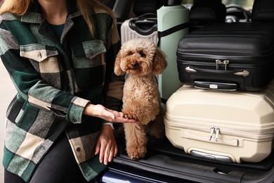 Photo of Cute Toy Poodle dog giving paw to owner in car trunk full of suitcases