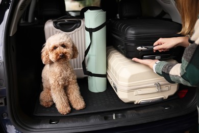 Photo of Cute toy poodle sitting in car trunk while owner loading suitcases inside