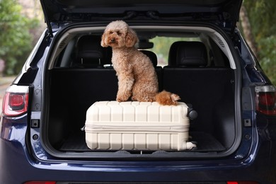 Photo of Cute Toy Poodle dog and suitcase in car trunk