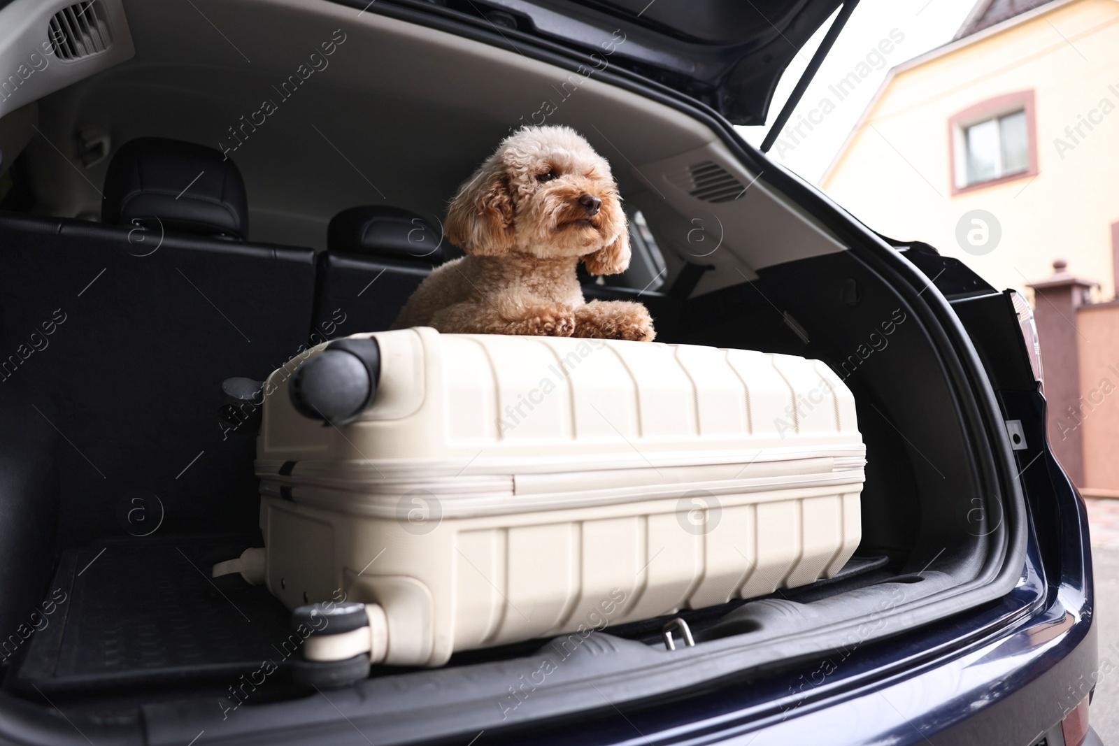 Photo of Cute Toy Poodle dog and suitcase in car trunk