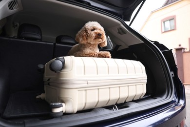 Photo of Cute Toy Poodle dog and suitcase in car trunk