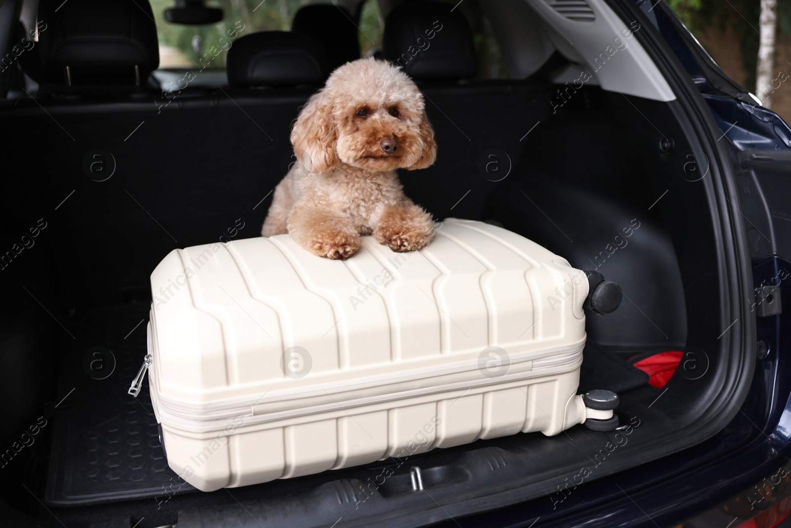 Photo of Cute Toy Poodle dog and suitcase in car trunk