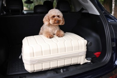 Photo of Cute Toy Poodle dog and suitcase in car trunk