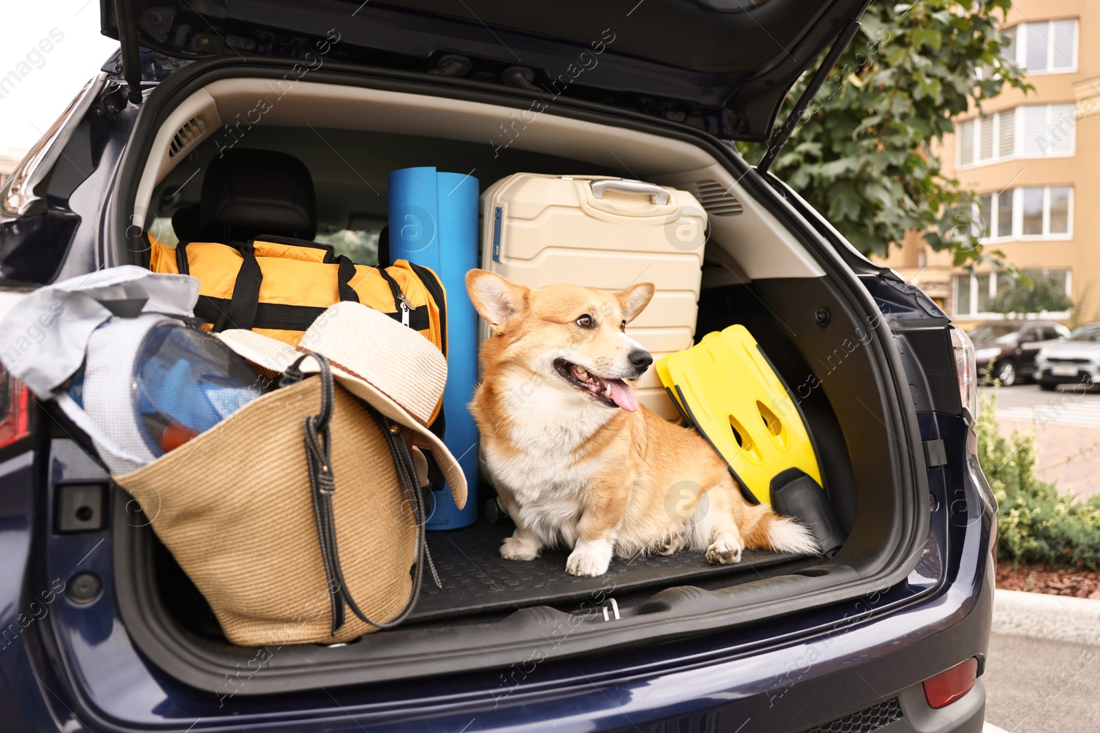 Photo of Pembroke Welsh Corgi with suitcase and other stuff in car trunk