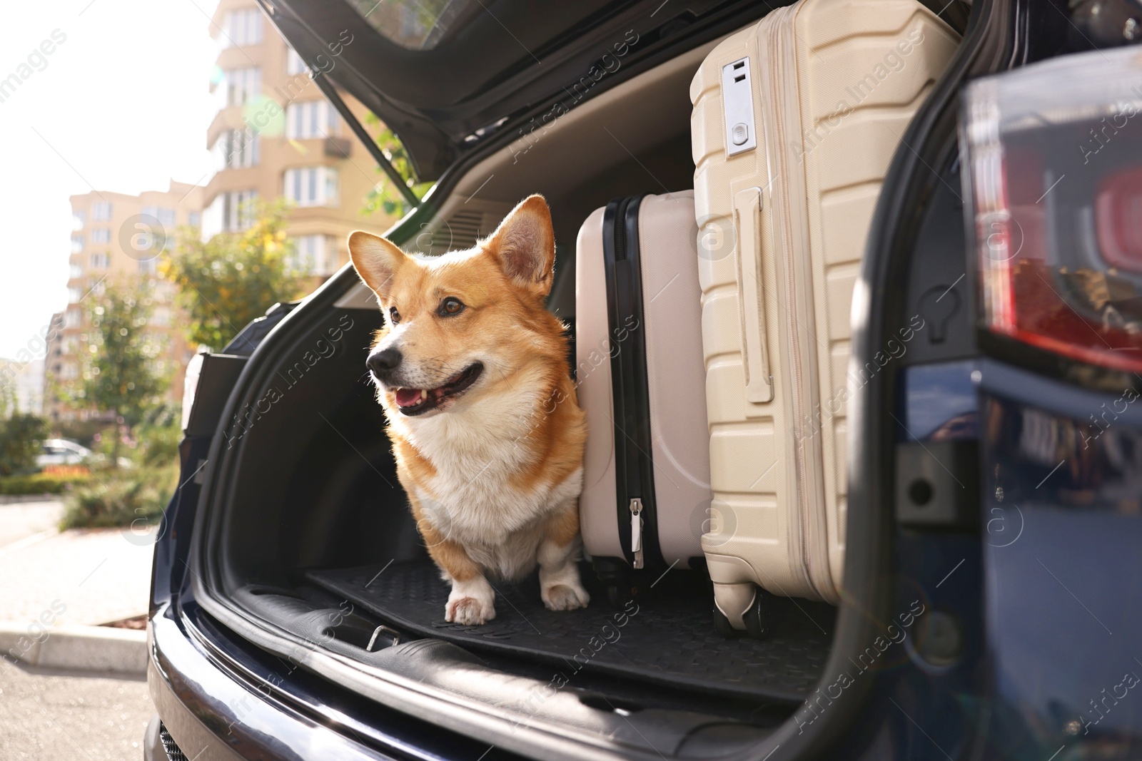 Photo of Pembroke Welsh Corgi near suitcases in car trunk