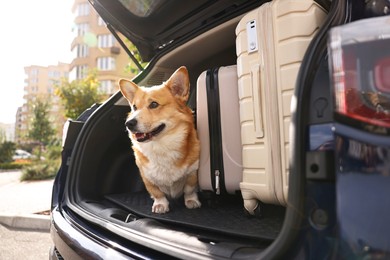 Photo of Pembroke Welsh Corgi near suitcases in car trunk