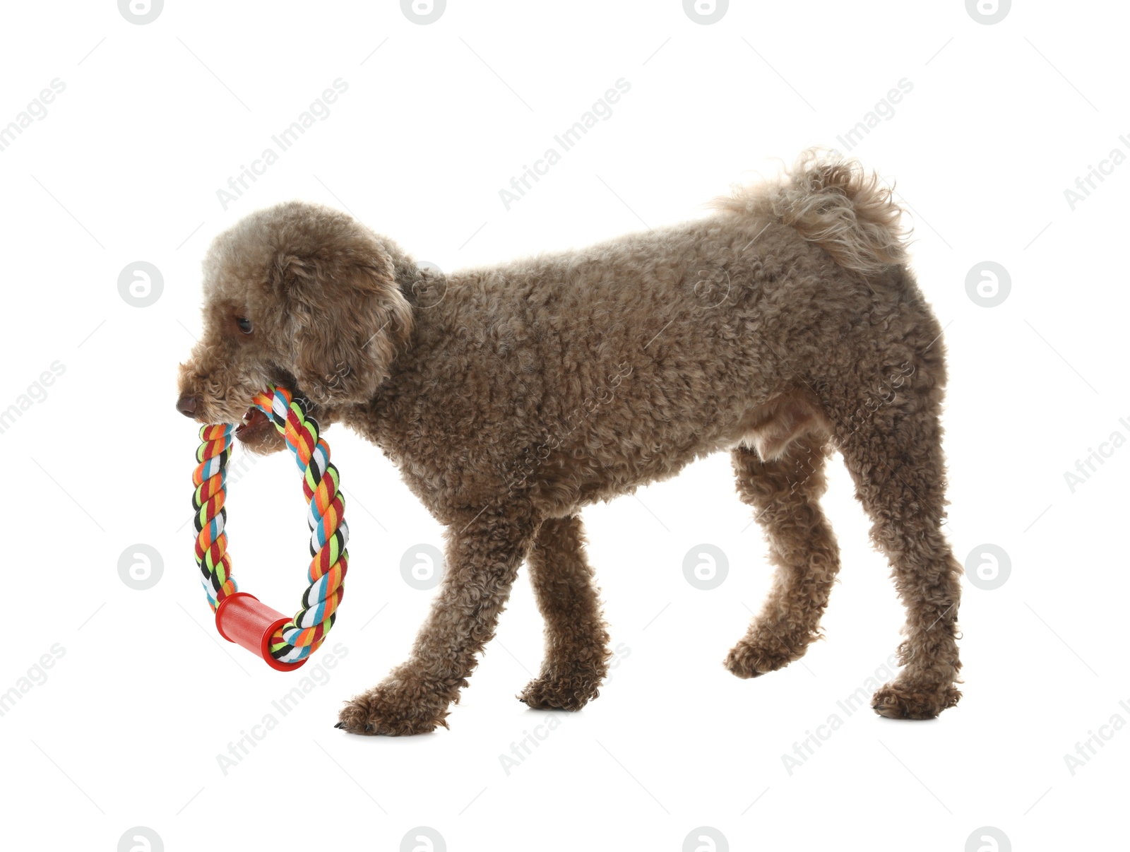 Photo of Cute dog playing with toy on white background. Adorable pet