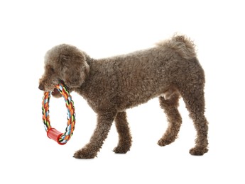 Photo of Cute dog playing with toy on white background. Adorable pet