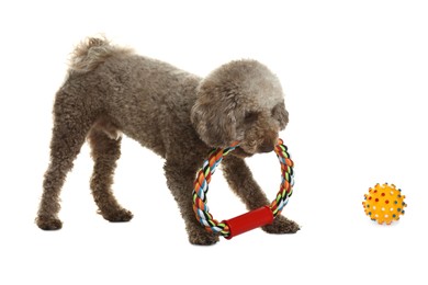 Photo of Cute dog playing with toy on white background. Adorable pet