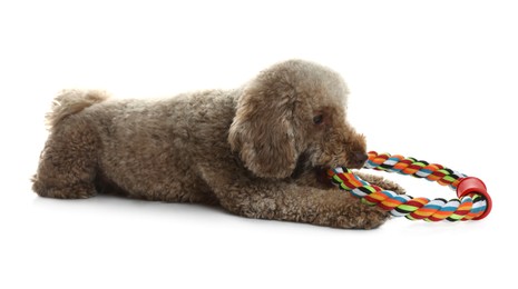 Photo of Cute dog with toy on white background. Adorable pet