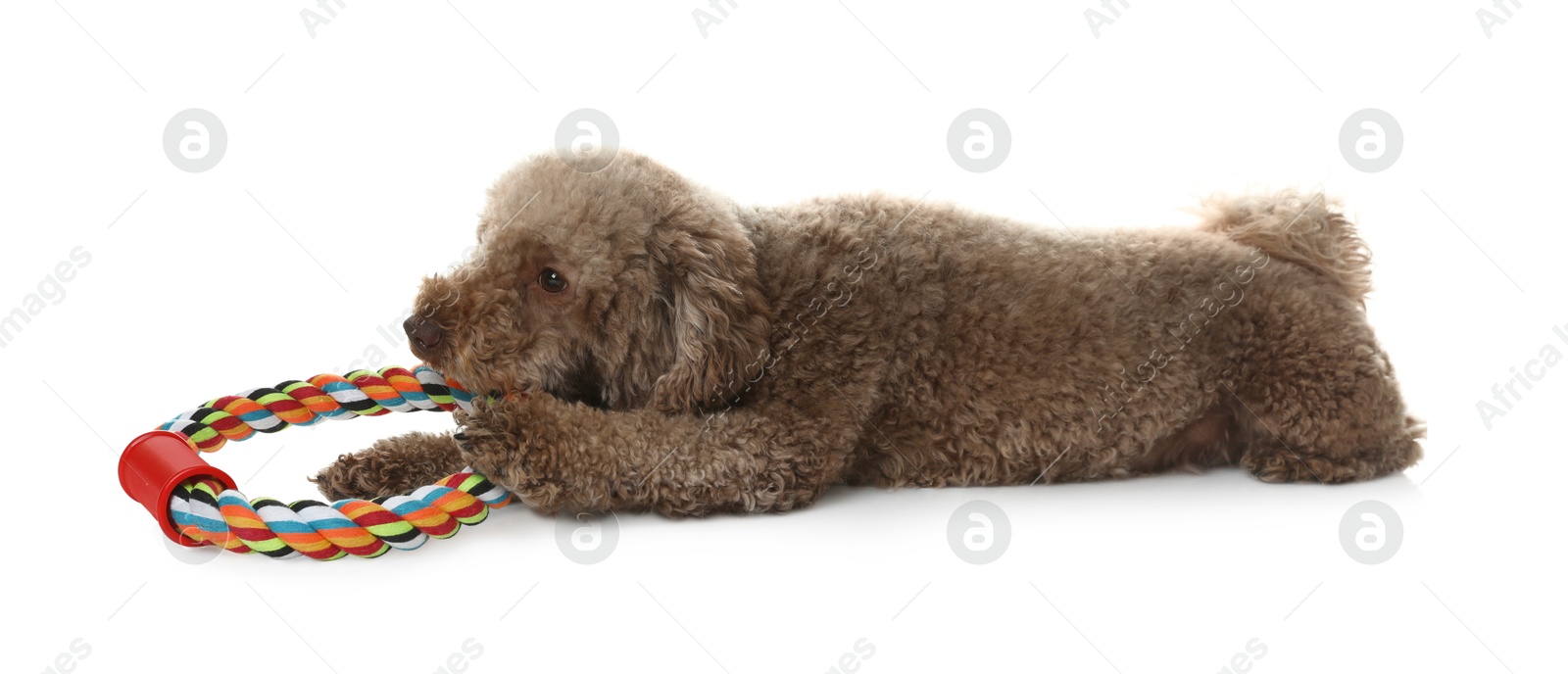 Photo of Cute dog with toy on white background. Adorable pet