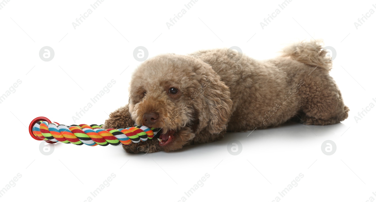 Photo of Cute dog with toy on white background. Adorable pet