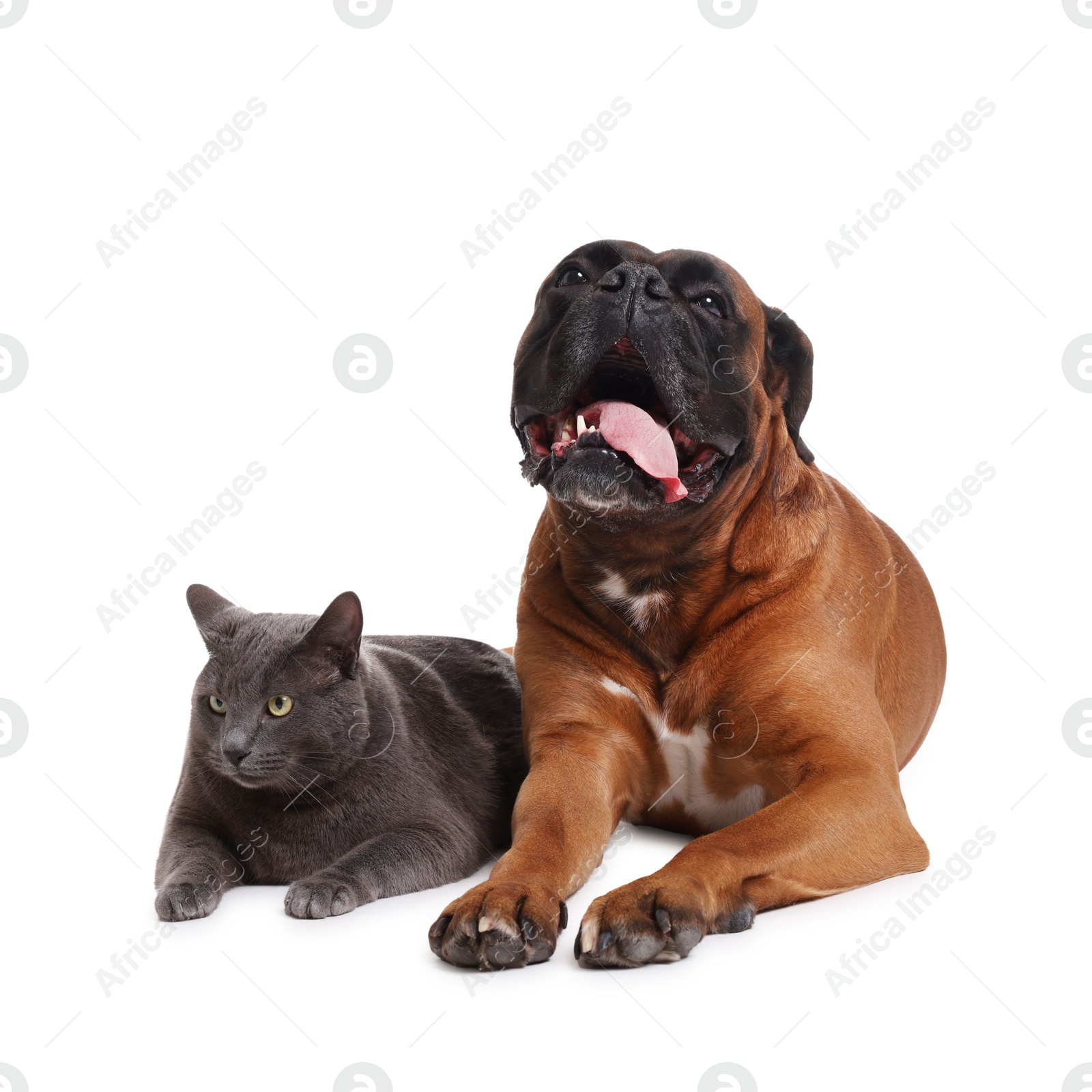 Photo of Cute dog and cat lying on white background