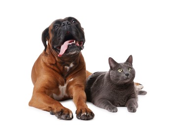 Photo of Cute dog and cat lying on white background