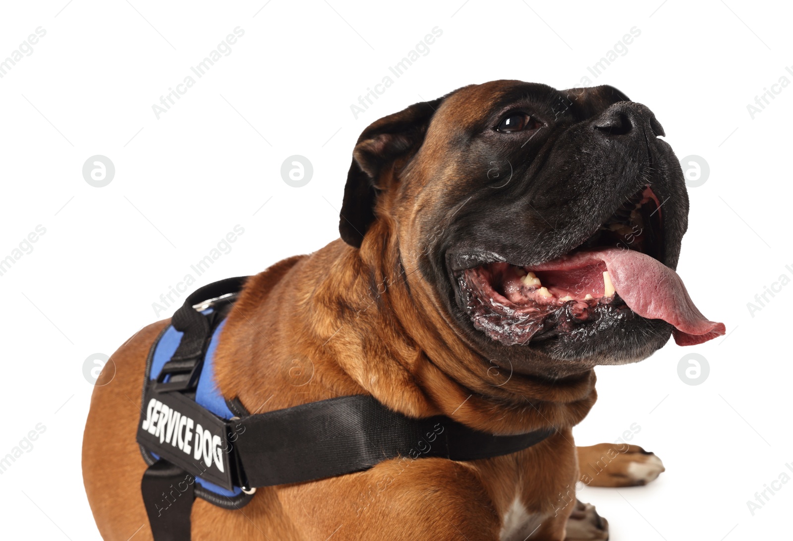 Photo of Cute service dog in vest on white background