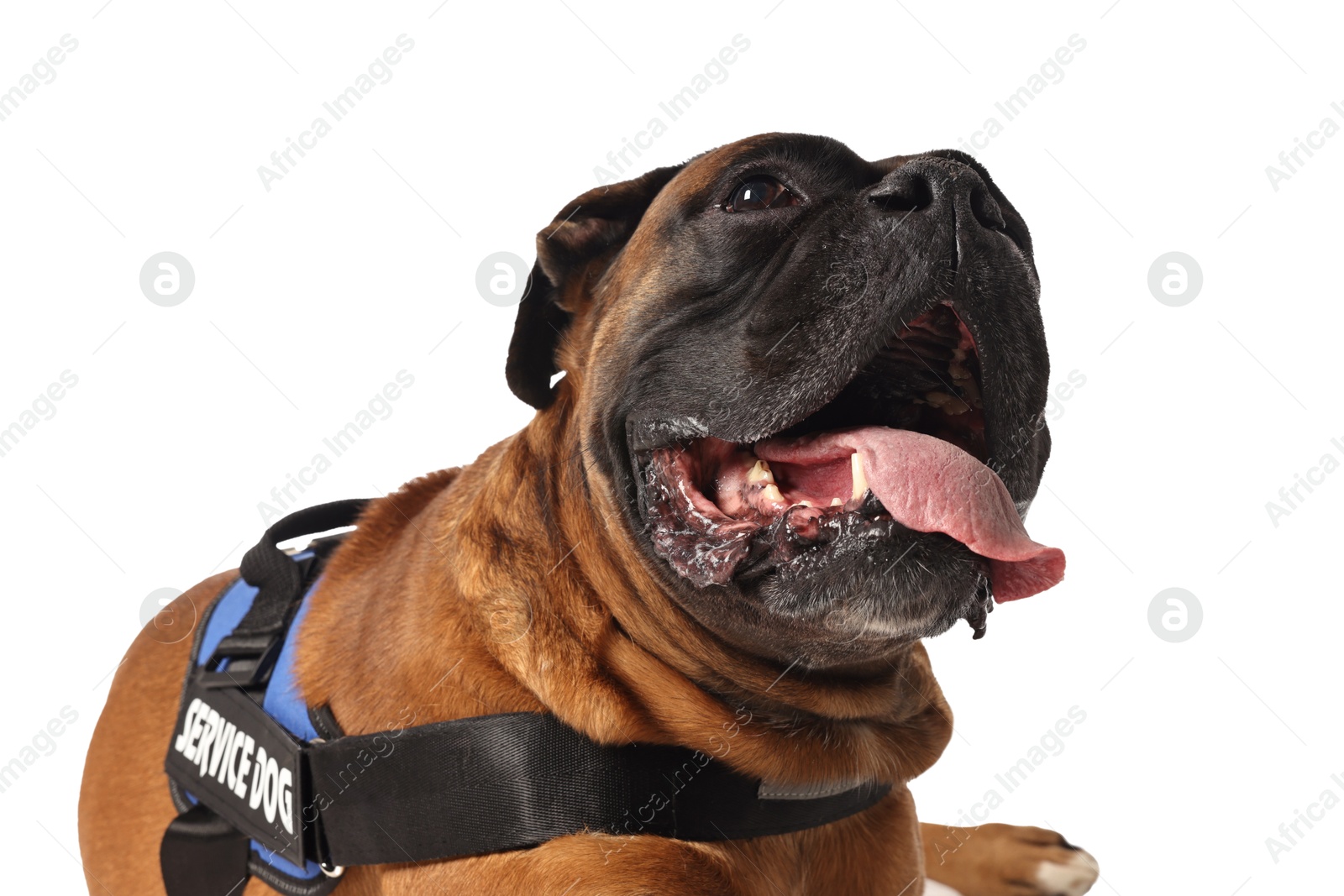 Photo of Cute service dog in vest on white background