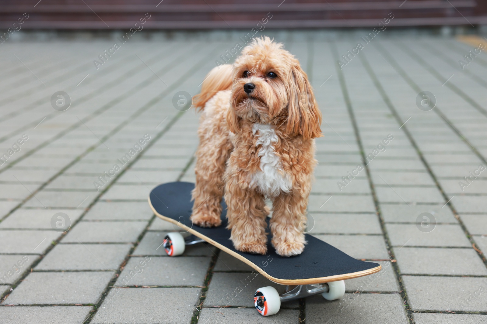 Photo of Cute Maltipoo dog with skateboard on city street