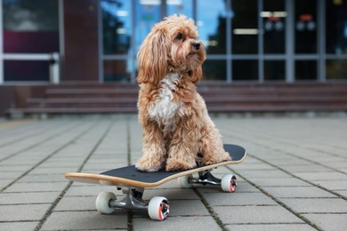 Photo of Cute Maltipoo dog with skateboard on city street