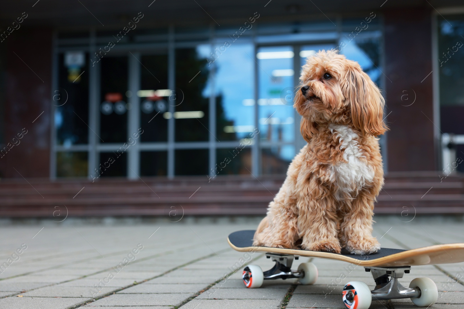 Photo of Cute Maltipoo dog with skateboard on city street. Space for text