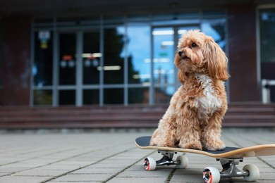 Photo of Cute Maltipoo dog with skateboard on city street. Space for text