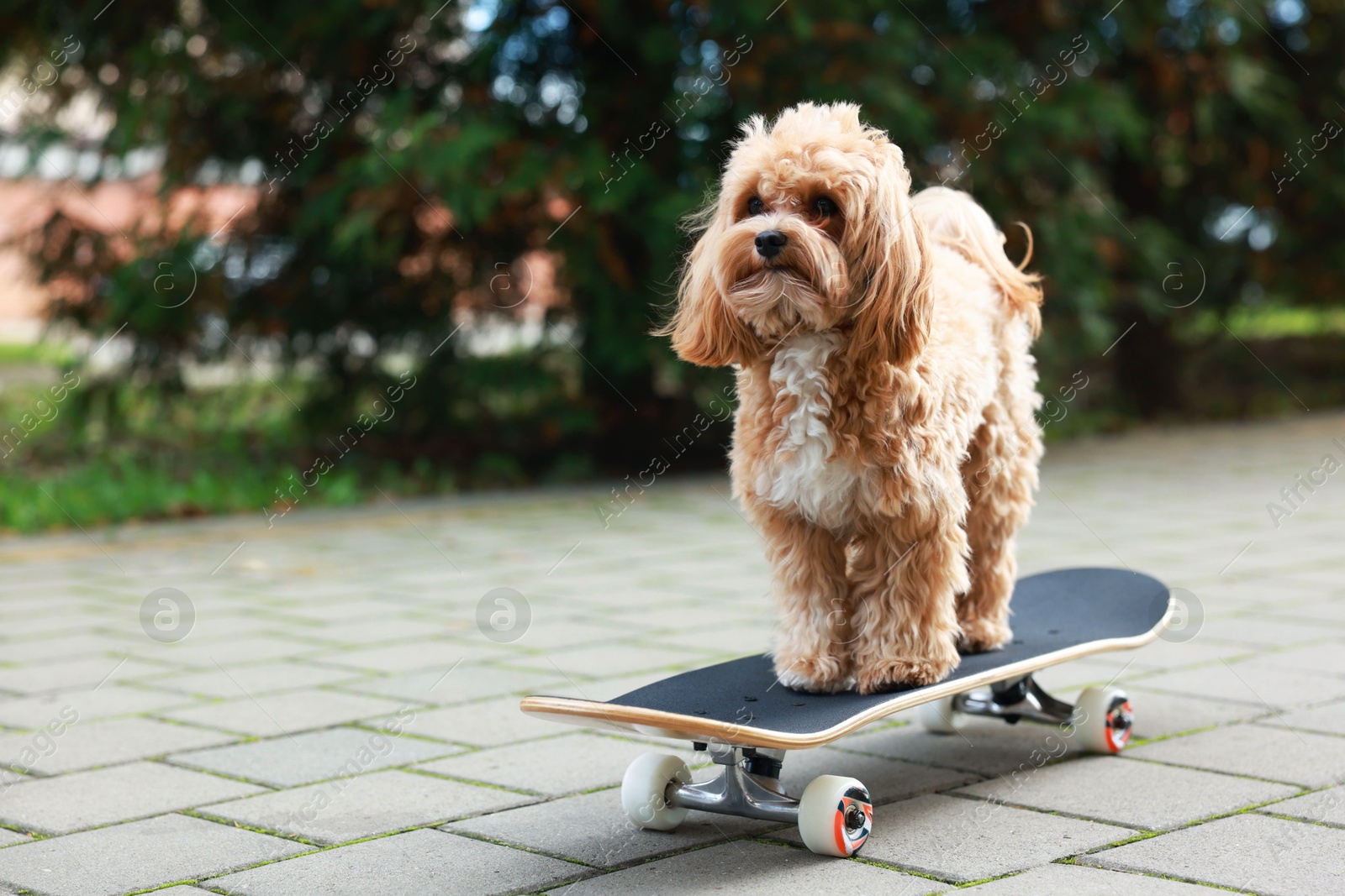 Photo of Cute Maltipoo dog with skateboard on city street. Space for text