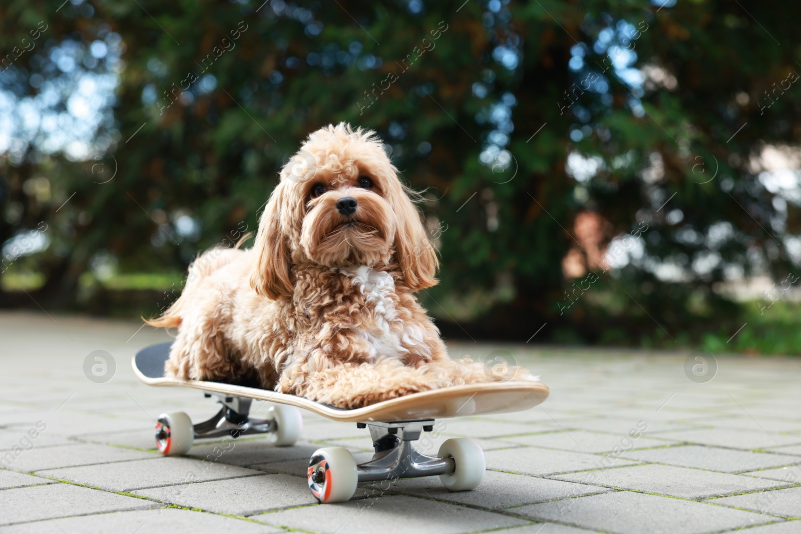 Photo of Cute Maltipoo dog with skateboard on city street. Space for text