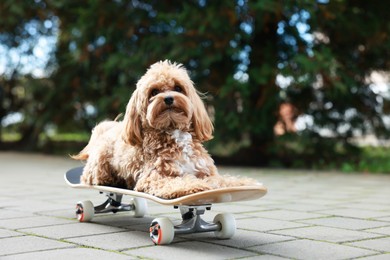 Photo of Cute Maltipoo dog with skateboard on city street. Space for text