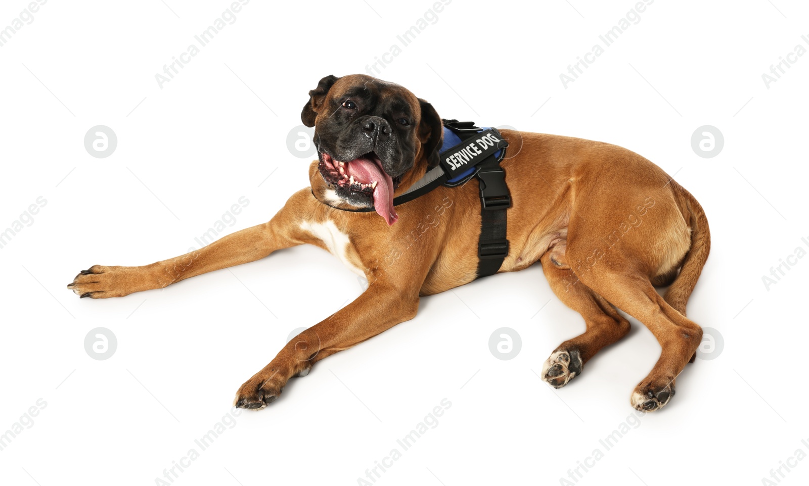 Photo of Cute service dog in vest on white background