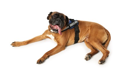 Photo of Cute service dog in vest on white background