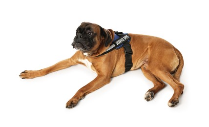 Photo of Cute service dog in vest on white background