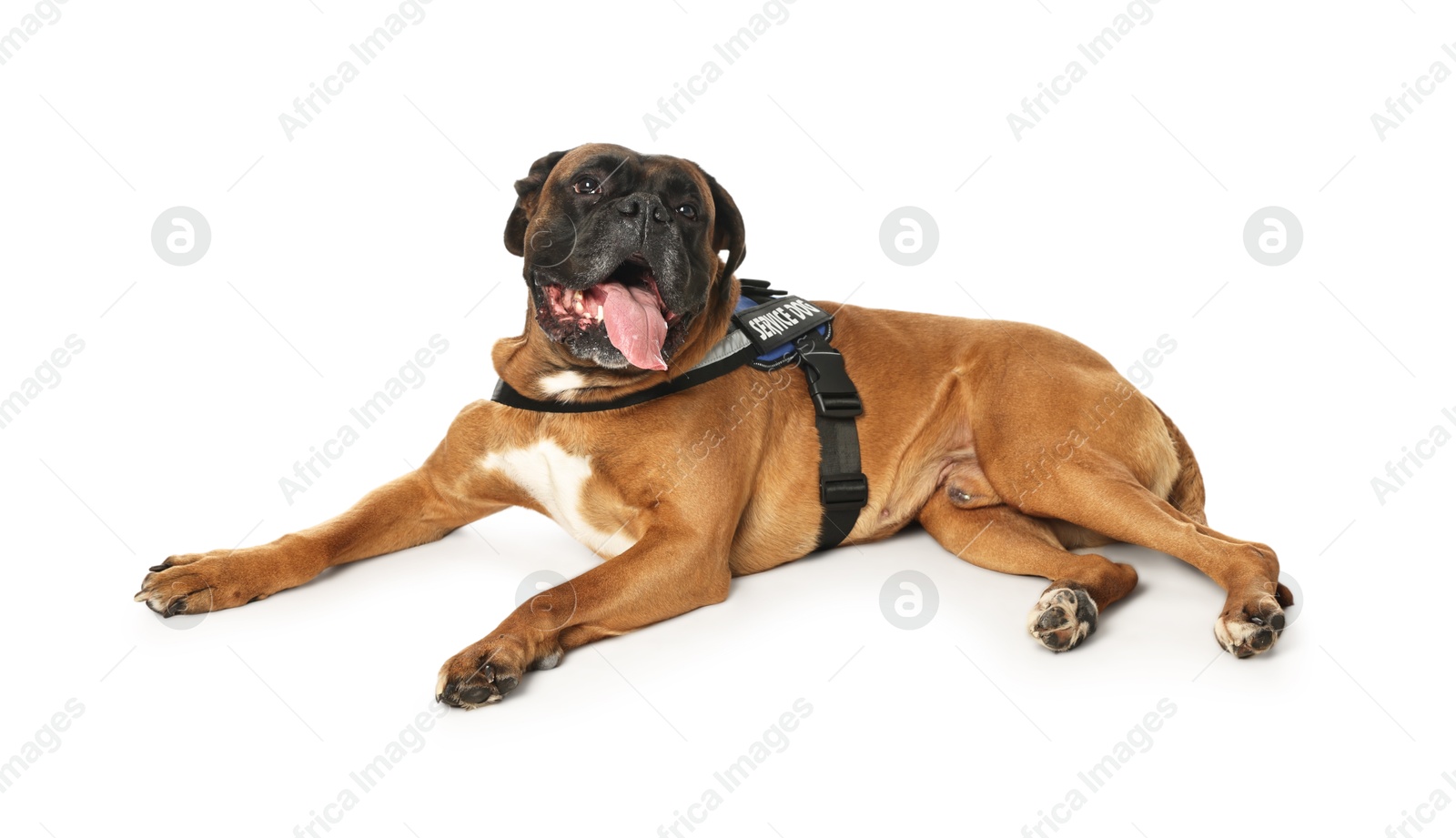 Photo of Cute service dog in vest on white background