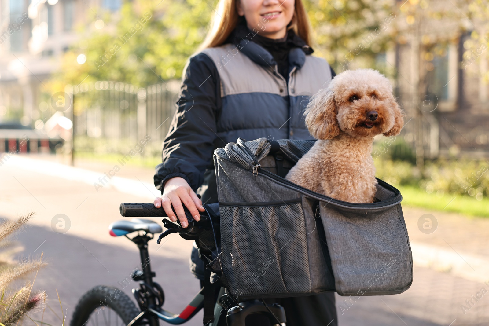 Photo of Woman with bicycle and cute Toy Poodle dog in pet carrier outdoors on sunny day, closeup