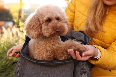 Photo of Woman with cute Toy Poodle dog outdoors, closeup