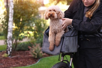 Photo of Woman with bicycle and cute Toy Poodle dog in pet carrier outdoors, closeup