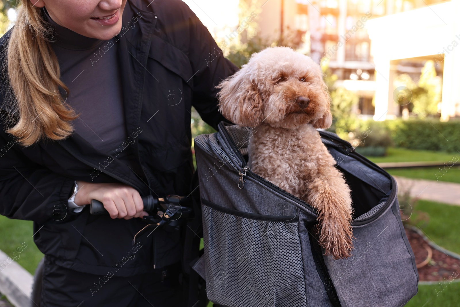 Photo of Woman with bicycle and cute Toy Poodle dog in pet carrier outdoors, closeup