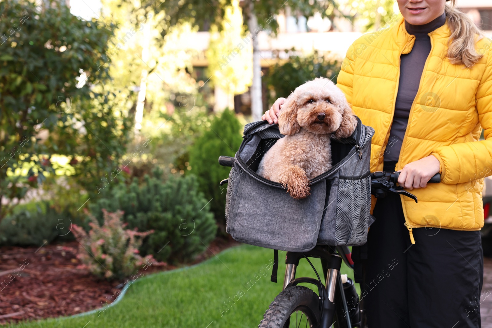 Photo of Woman with bicycle and cute Toy Poodle dog in pet carrier outdoors, closeup