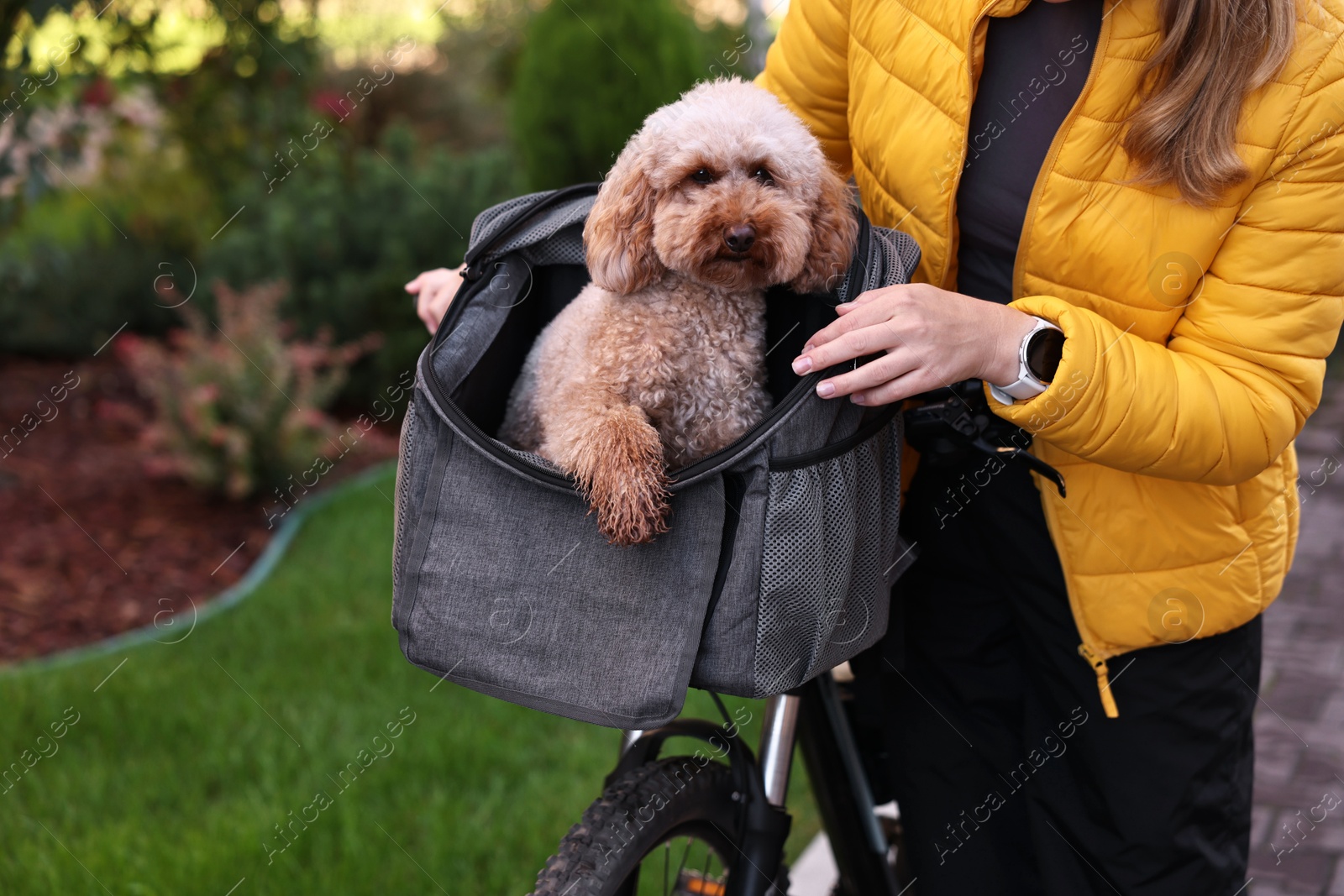 Photo of Woman with bicycle and cute Toy Poodle dog in pet carrier outdoors, closeup