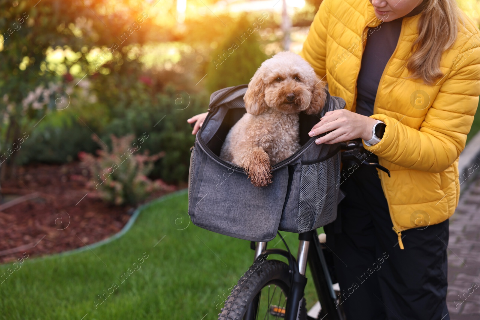 Photo of Woman with bicycle and cute Toy Poodle dog in pet carrier outdoors, closeup