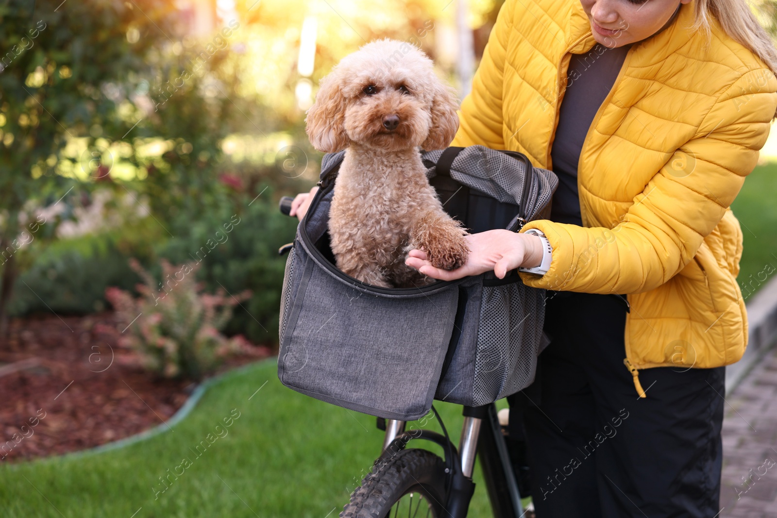 Photo of Woman with bicycle and cute Toy Poodle dog in pet carrier outdoors, closeup